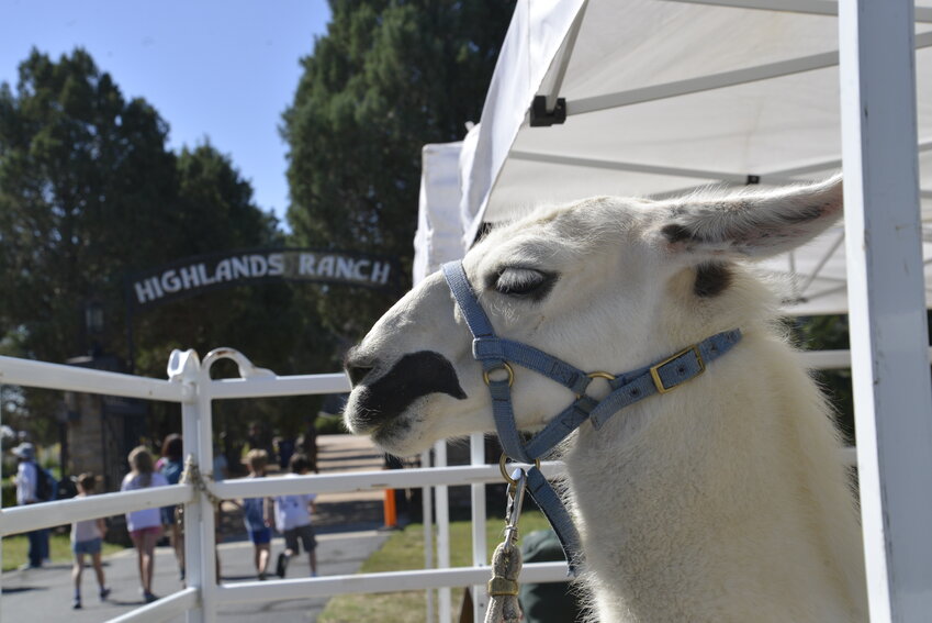 A llama stood out in front of the Highlands Ranch Mansion for families to pet and learn about their behaviors.